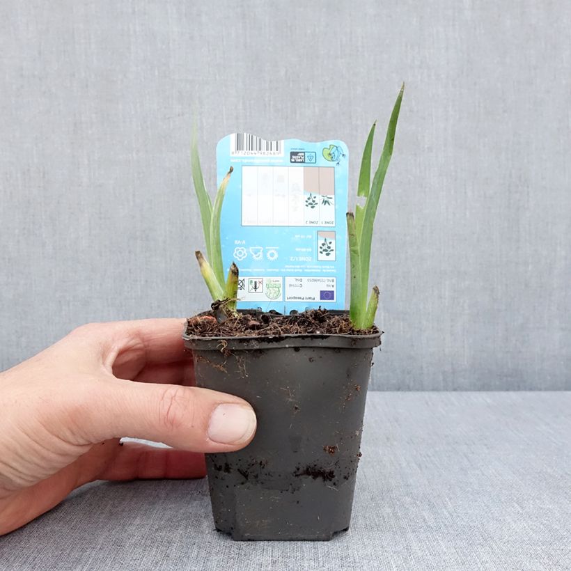 Iris louisiana Black Gamecock - Giaggiolo Vasetto da 8/9 cm esemplare consegnato in primavera