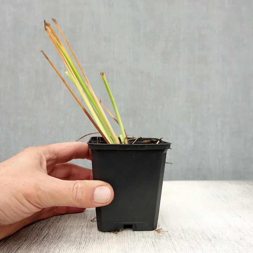 Esemplare di Iris sibirica Blue King - Giaggiolo siberiano Vasetto da 8/9 cm come consegnato in autunno