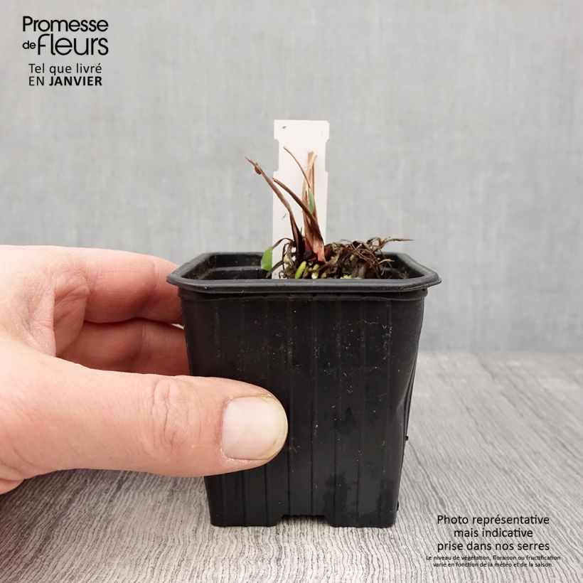 Iris sibirica Blue Moon - Giaggiolo siberiano Vasetto da 8/9 cm esemplare consegnato in inverno