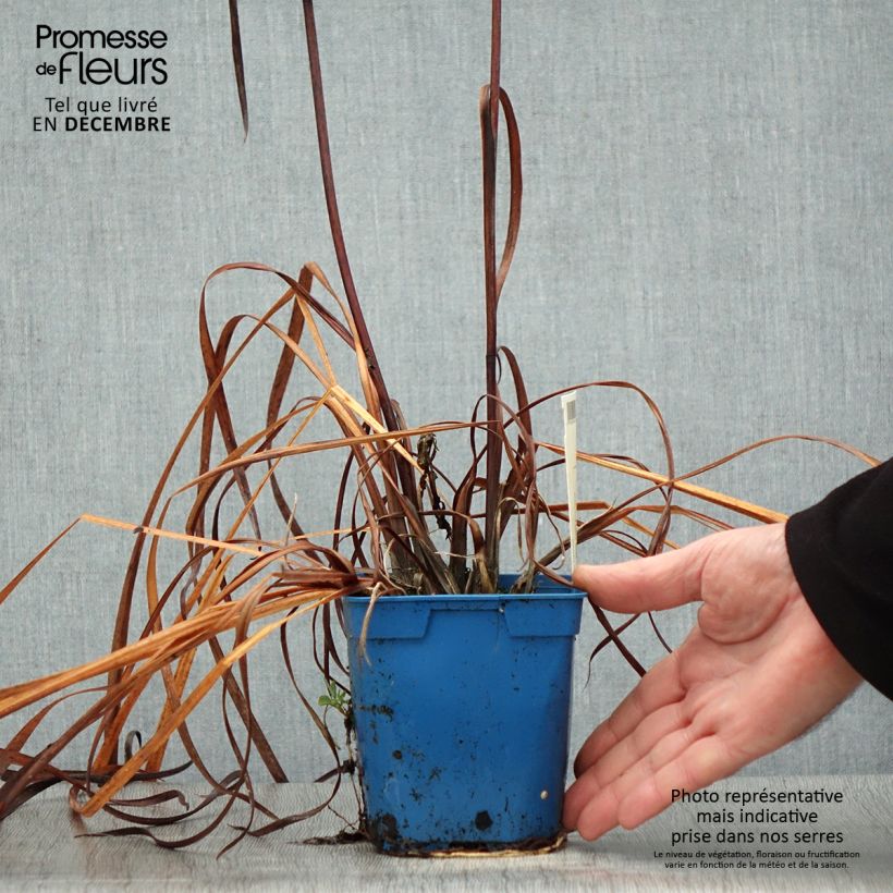 Iris sibirica Caesar's Brother - Giaggiolo siberiano Vaso da 1L/1,5L esemplare consegnato in inverno