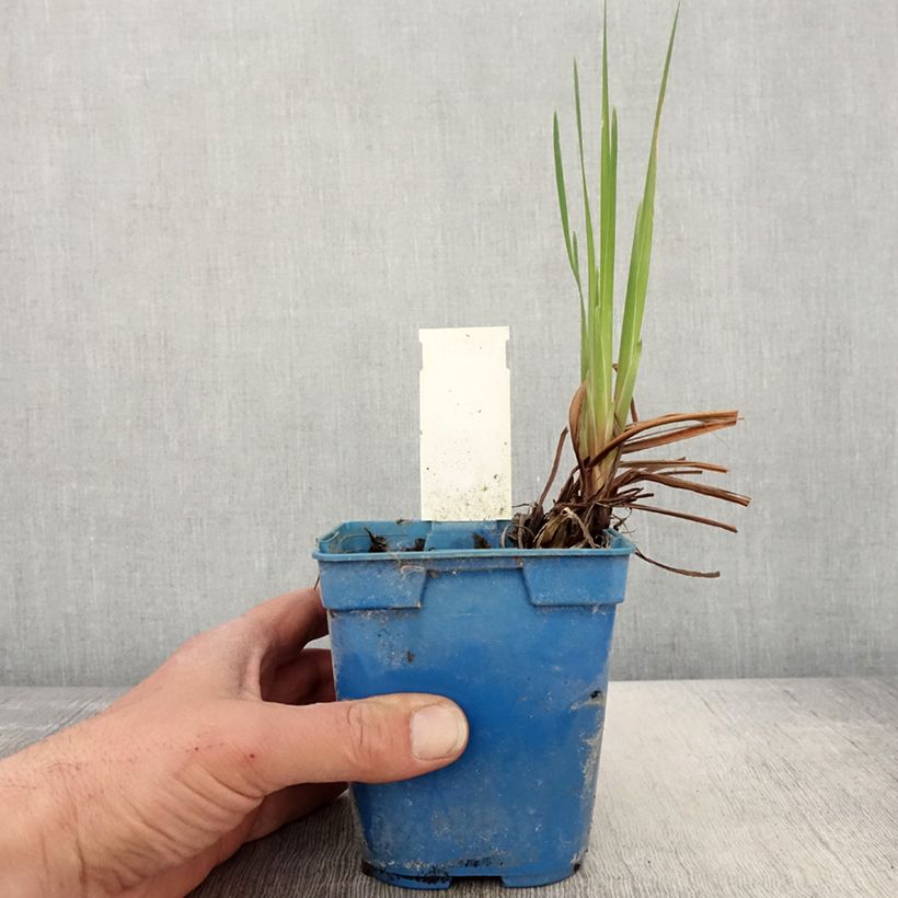 Iris sibirica Caesar's Brother - Giaggiolo siberiano Vaso da 1L/1,5L esemplare consegnato in primavera