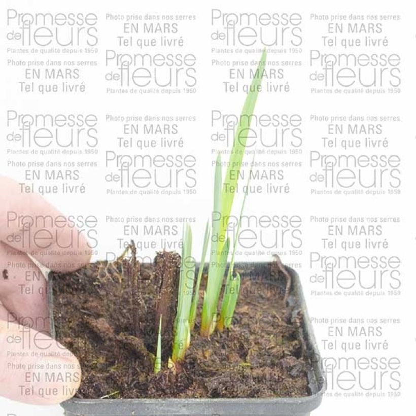 Esempio di esemplare Iris sibirica Double Standard - Giaggiolo siberiano Piante piccole a radice nuda come consegnato