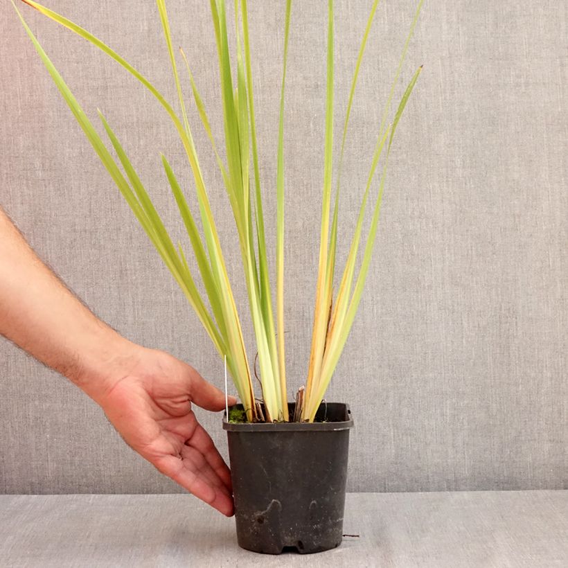 Esemplare di Iris sibirica Double Standard - Giaggiolo siberiano Vaso da 1,5L/2L consegnato in estate