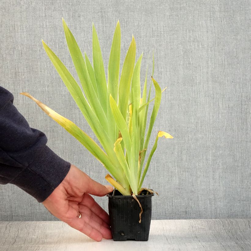 Esemplare di Belamcanda chinensis Vasetto da 8/9 cm consegnato in estate