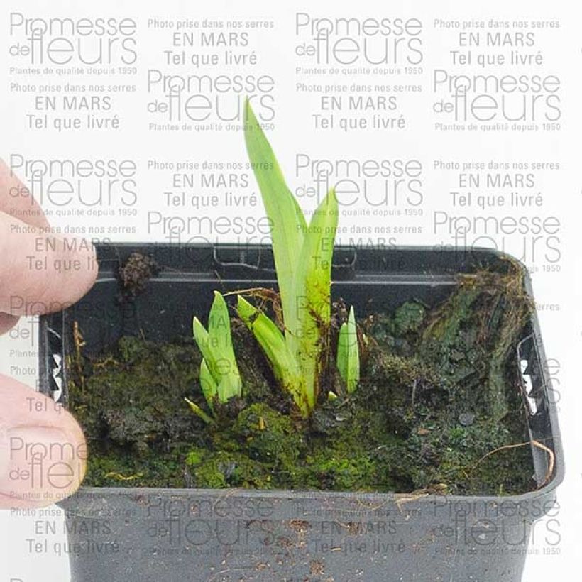 Esempio di esemplare Iris ensata Center of Interest - Iris giapponese Piante piccole a radice nuda come consegnato