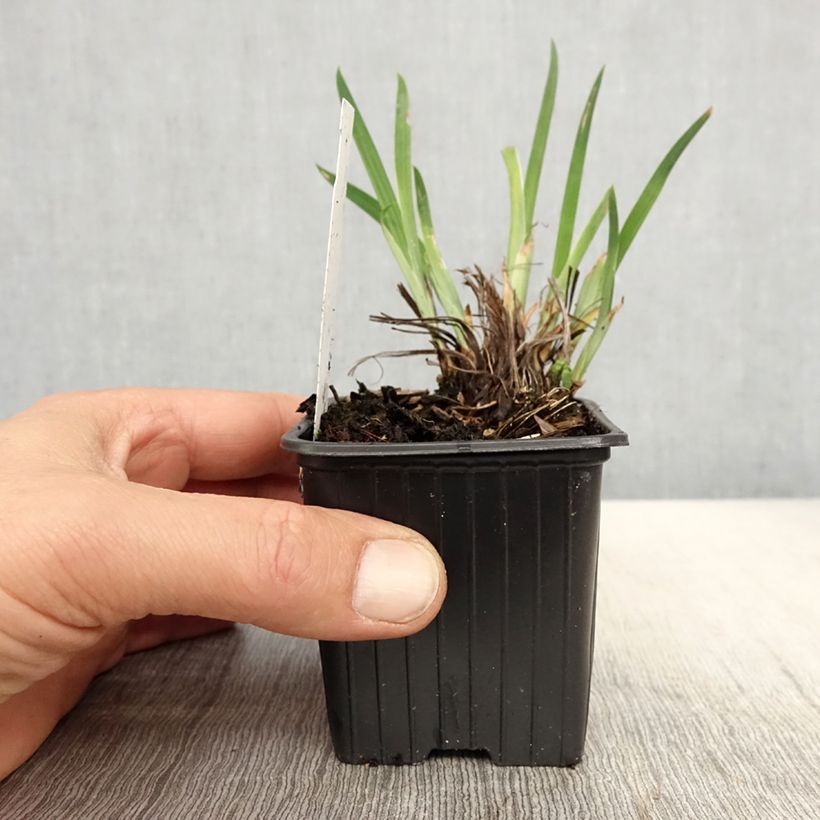 Iris ensata Crystal Halo - Iris giapponese Vasetto da 8/9 cm esemplare consegnato in primavera