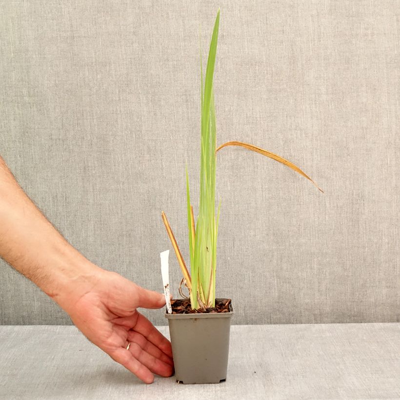 Esemplare di Iris ensata Diamant - Iris giapponese Vasetto da 8/9 cm consegnato in estate