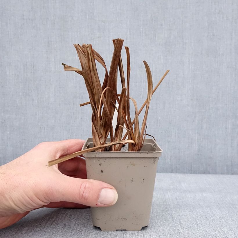 Iris ensata Diamant - Iris giapponese Vasetto da 8/9 cm esemplare consegnato in inverno