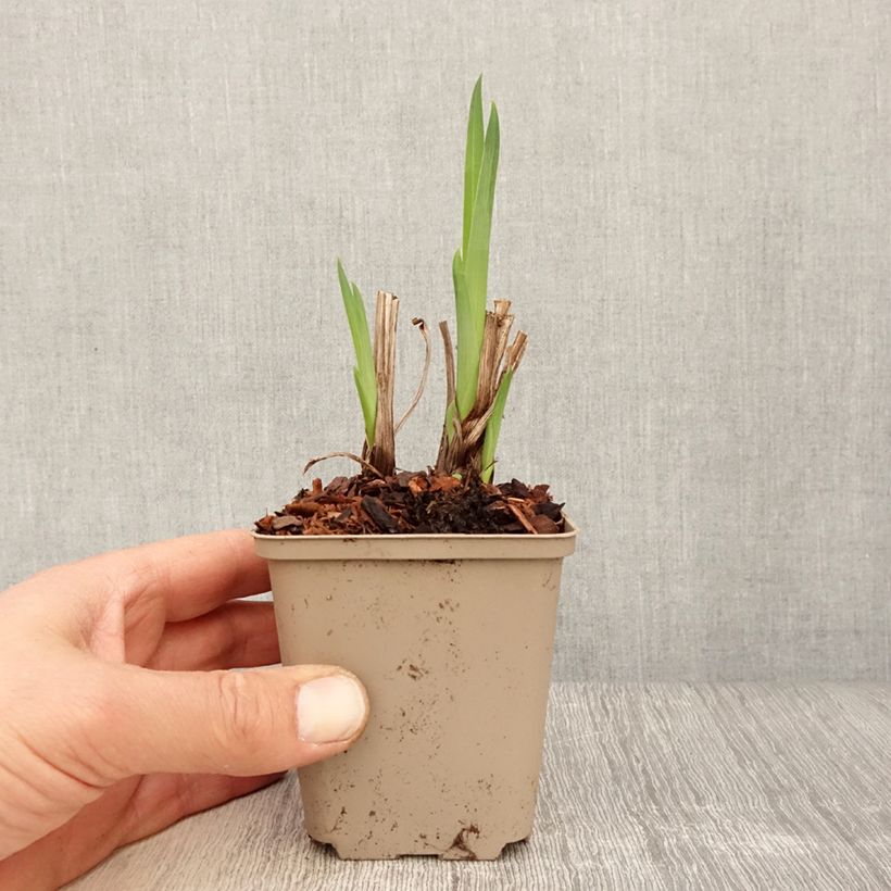 Iris ensata Diamant - Iris giapponese Vasetto da 8/9 cm esemplare consegnato in primavera