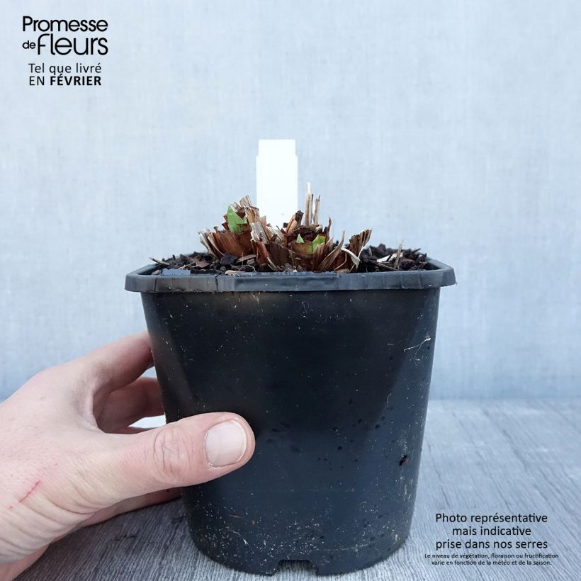 Iris ensata Dinner Plate Blueberry Pie - Iris giapponese Vaso da 2L/3L esemplare consegnato in inverno