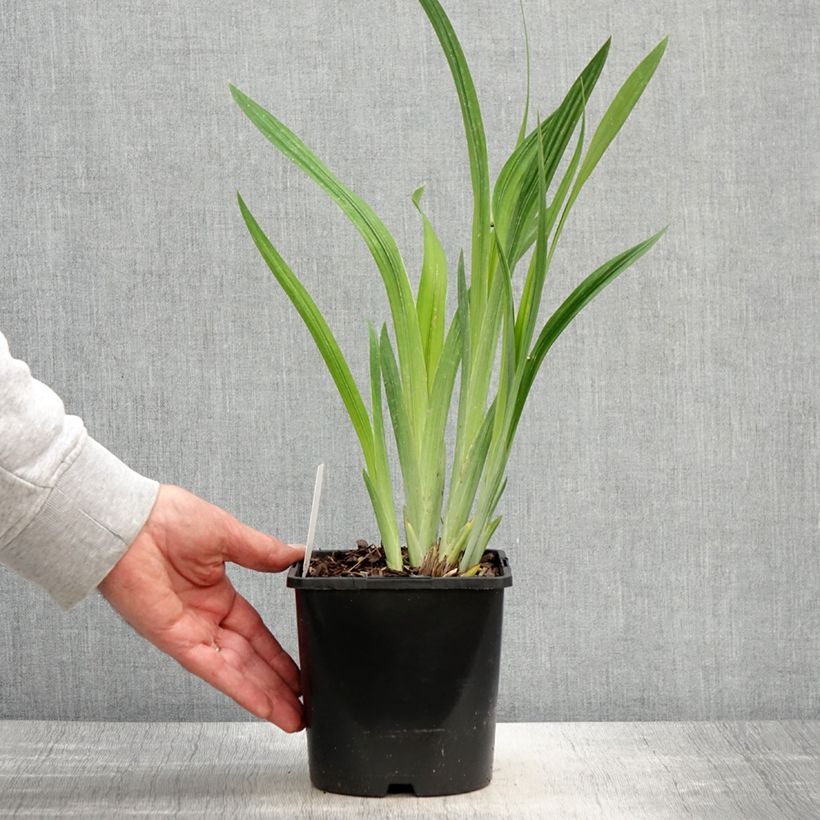 Iris ensata Dinner Plate Blueberry Pie - Iris giapponese Vaso da 2L/3L esemplare consegnato in primavera