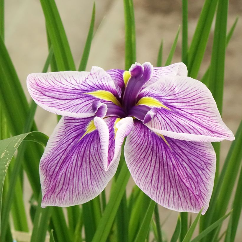 Iris ensata Dinner plate Cheese Cake - Iris giapponese (Fioritura)