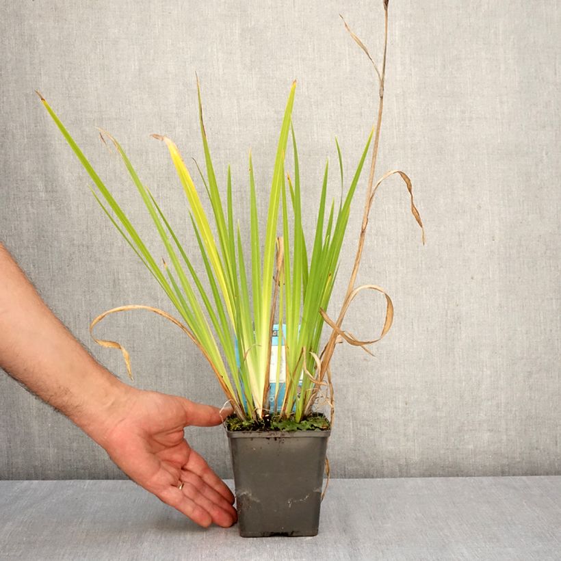 Esemplare di Iris ensata Dinner plate Cheese Cake - Iris giapponese Vasetto da 8/9 cm come consegnato in autunno