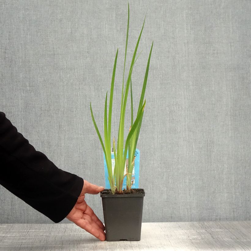 Iris ensata Dinner plate Cheese Cake - Iris giapponese Vasetto da 8/9 cm esemplare consegnato in primavera