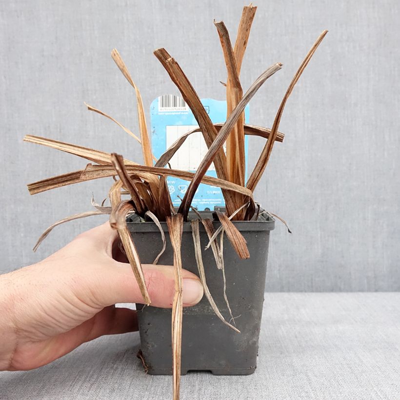 Iris ensata Dinner Plate Cupcake - Iris giapponese Vasetto da 8/9 cm esemplare consegnato in inverno