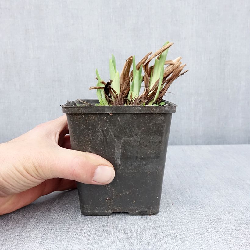 Iris ensata Dinner Plate Cupcake - Iris giapponese Vasetto da 8/9 cm esemplare consegnato in primavera