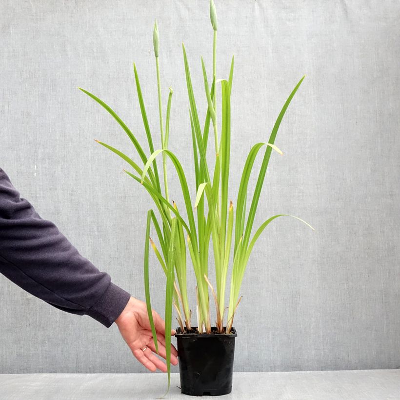 Iris ensata Dinner Plate Cupcake - Iris giapponese Vaso da 2L/3L esemplare consegnato in primavera