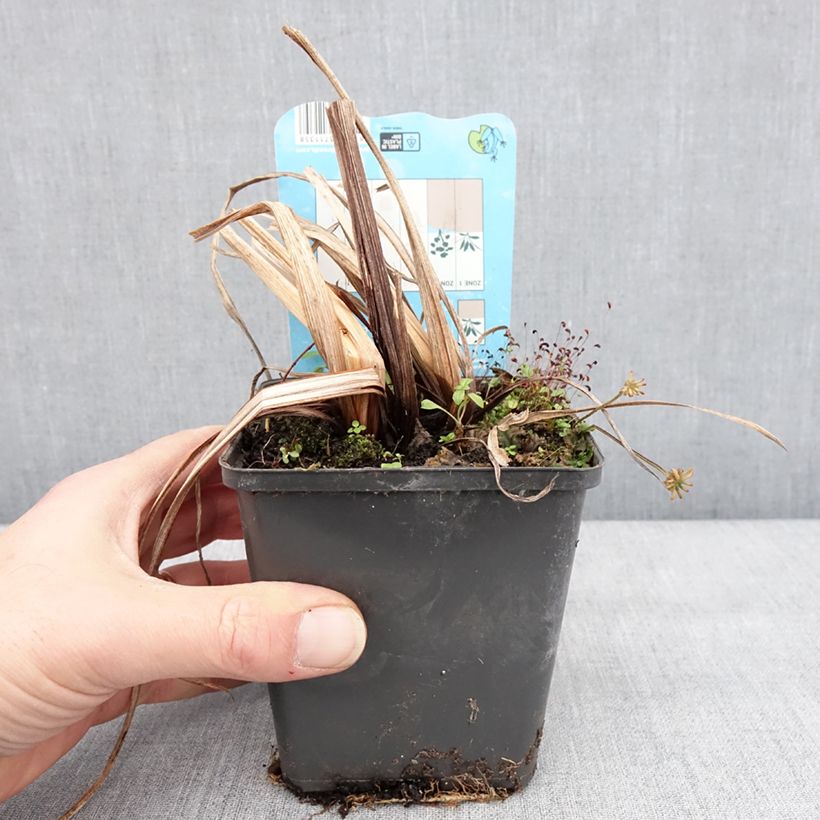 Iris ensata Dinner Plate Ice Cream - Iris giapponese Vasetto da 8/9 cm esemplare consegnato in inverno