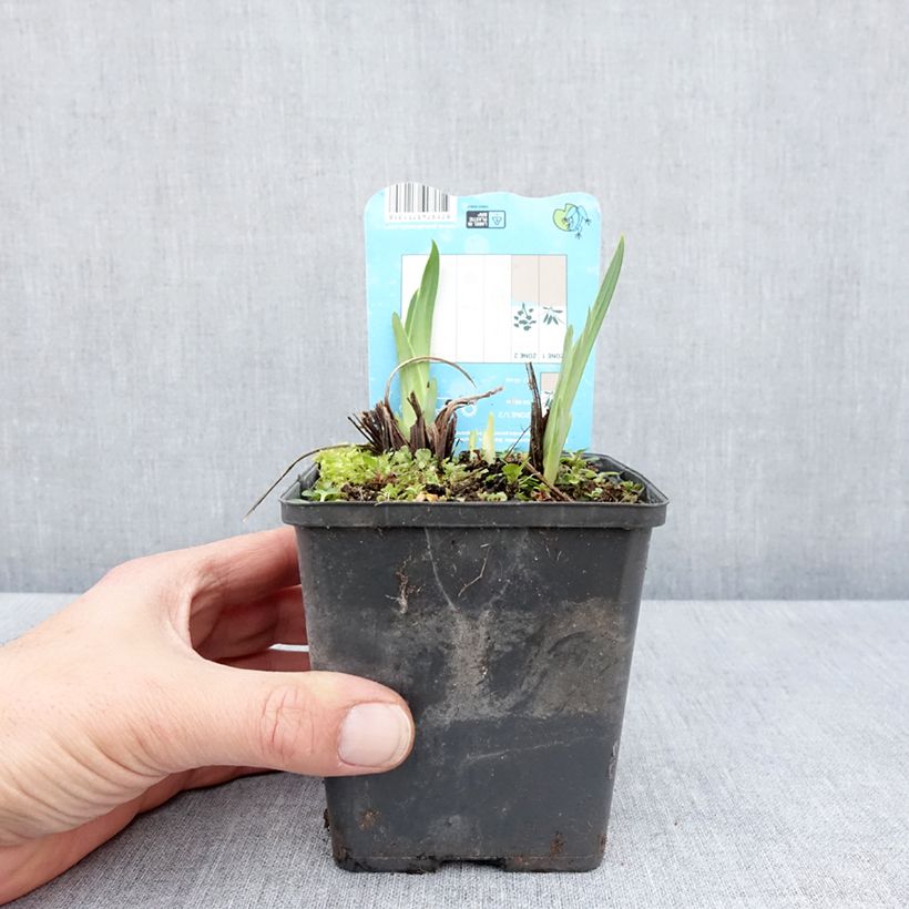 Iris ensata Dinner Plate Ice Cream - Iris giapponese Vasetto da 8/9 cm esemplare consegnato in primavera