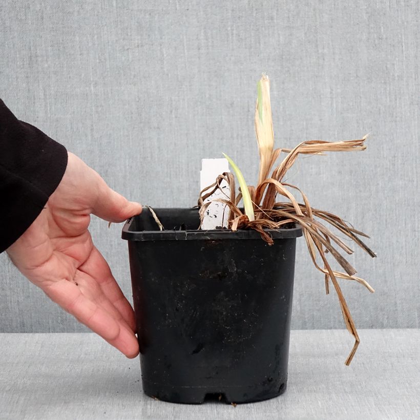 Iris ensata Dinner Plate Ice Cream - Iris giapponese Vaso da 2L/3L esemplare consegnato in inverno