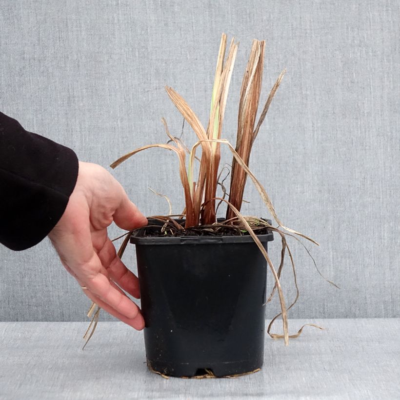 Iris du Japon - Iris ensata Dinner Plate Sundae Vaso da 2L/3L esemplare consegnato in inverno