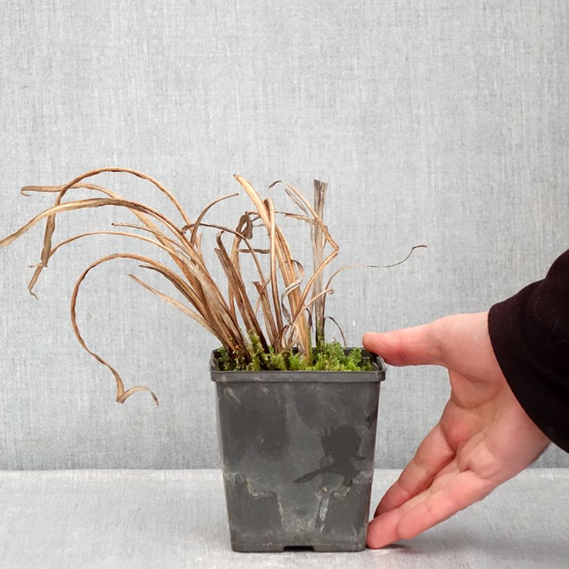 Iris ensata Dinner Plate Tiramisu - Iris giapponese Vasetto da 8/9 cm esemplare consegnato in inverno