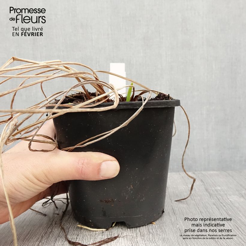 Iris ensata Dinner Plate Tub Tim Grob - Iris giapponese Vaso da 2L/3L esemplare consegnato in inverno