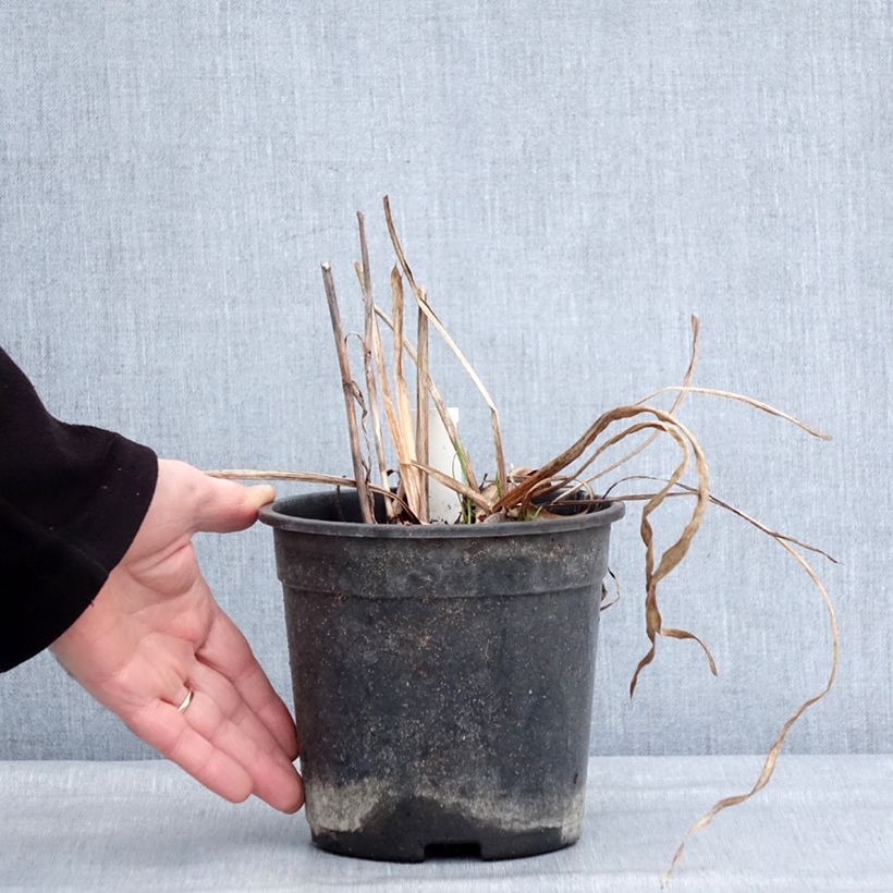 Iris ensata Harlequinesque - Iris giapponese Vaso da 2L/3L esemplare consegnato in inverno