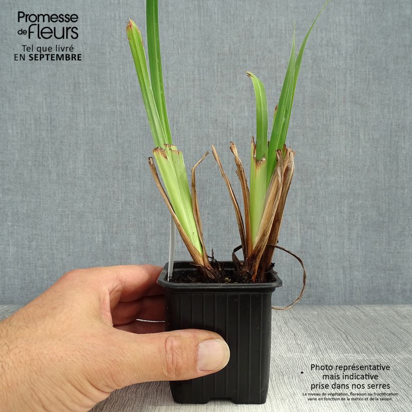 Esemplare di Iris ensata Lady in Waiting - Iris giapponese Vasetto da 8/9 cm come consegnato in autunno