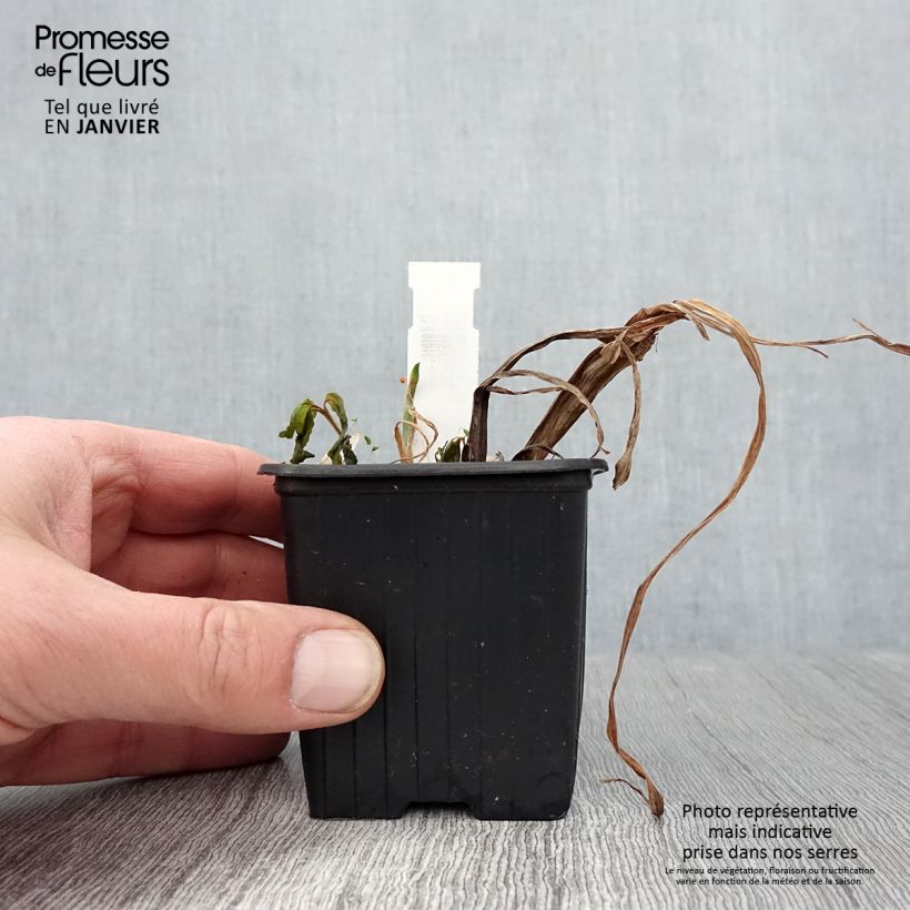 Iris ensata Lady in Waiting - Iris giapponese Vasetto da 8/9 cm esemplare consegnato in inverno