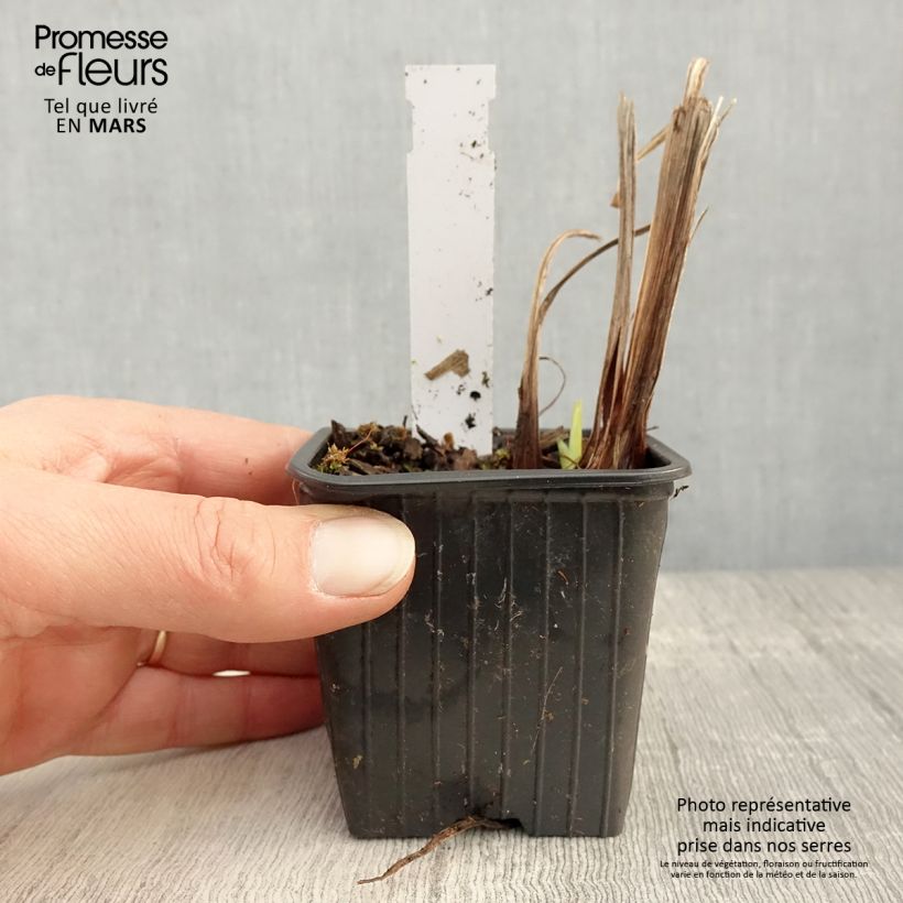 Iris ensata Lady in Waiting - Iris giapponese Vasetto da 8/9 cm esemplare consegnato in primavera