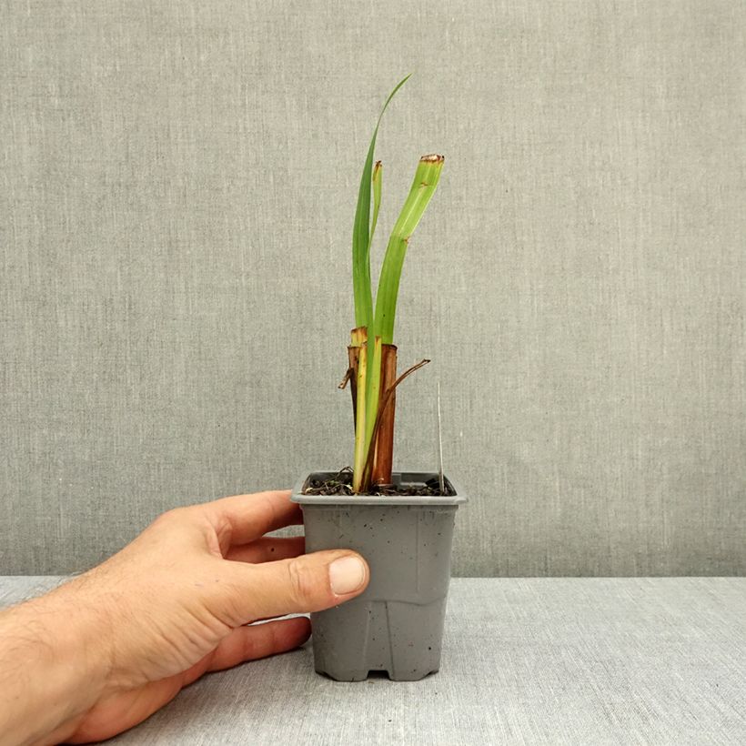 Esemplare di Iris ensata Sensation - Iris giapponese Vasetto da 8/9 cm come consegnato in autunno