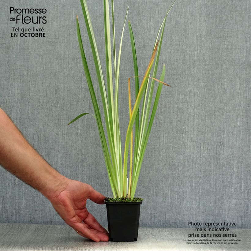 Esemplare di Iris ensata Variegata - Iris giapponese Vasetto da 8/9 cm come consegnato in autunno
