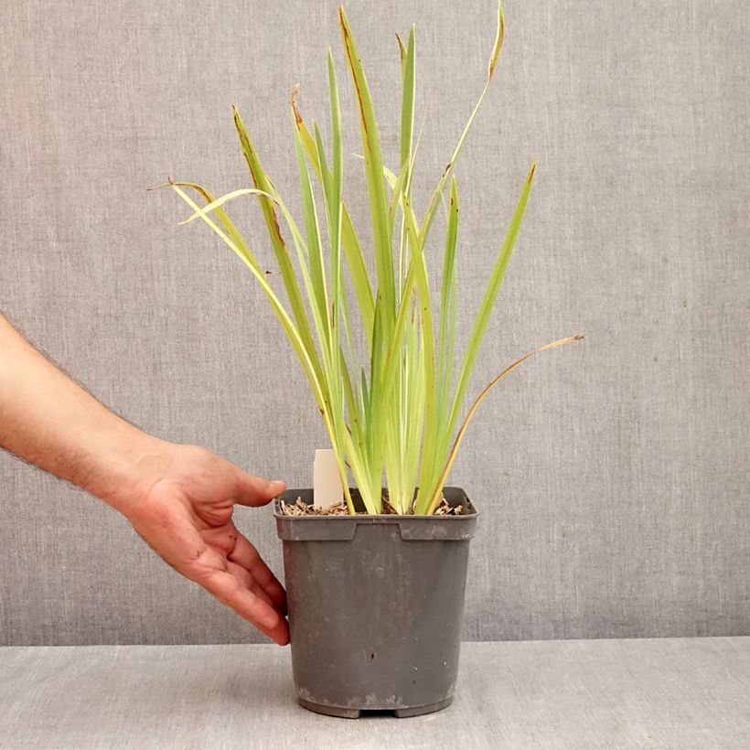 Esemplare di Iris ensata Variegata - Iris giapponese Vaso da 2L/3L come consegnato in autunno