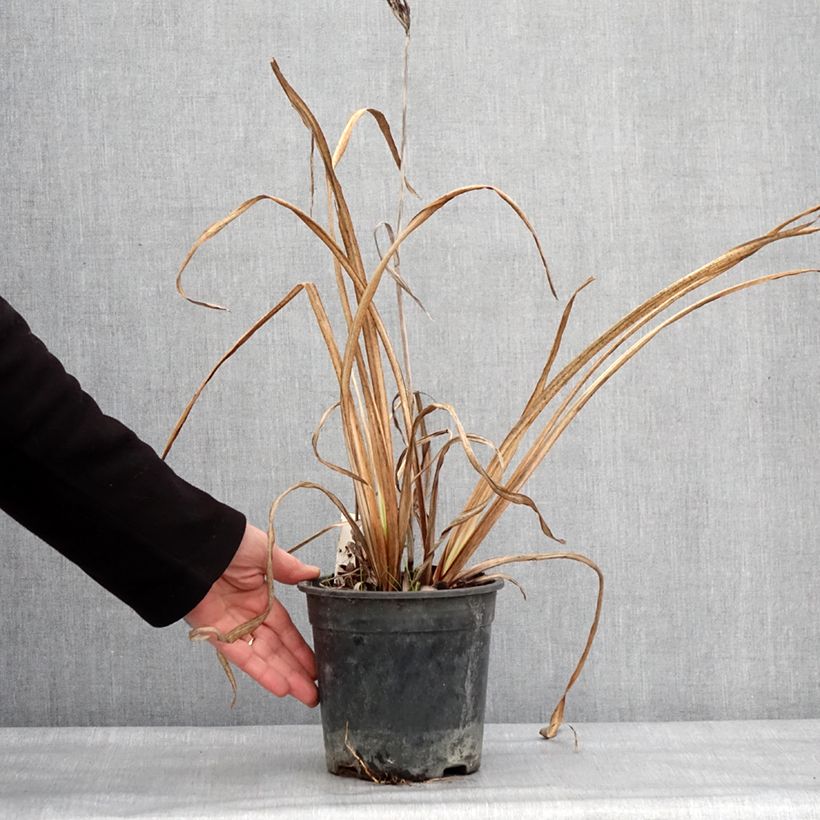 Iris ensata Variegata - Iris giapponese Vaso da 2L/3L esemplare consegnato in inverno