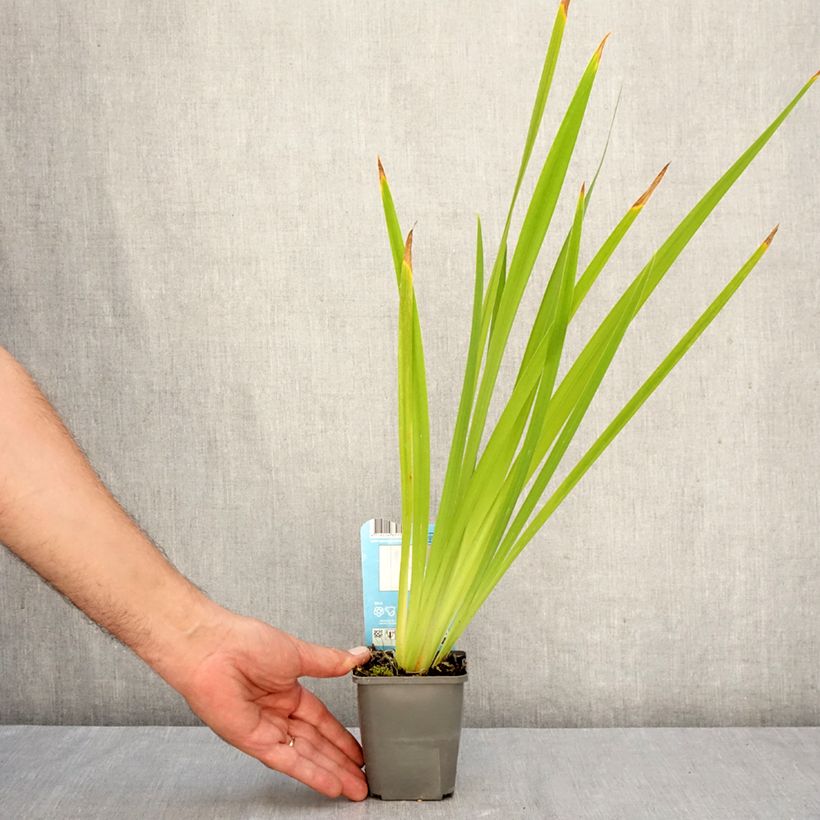 Esemplare di Iris ensata White Ladies - Iris giapponese Vasetto da 8/9 cm come consegnato in autunno