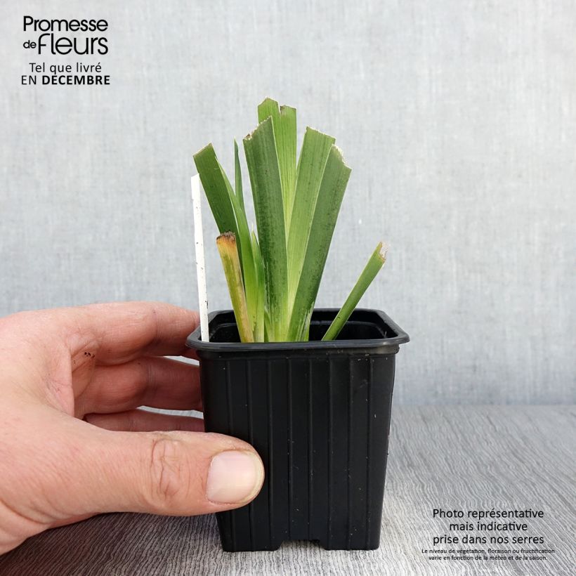 Esemplare di Iris foetidissima - Giaggiolo puzzolente Vasetto da 8/9 cm come consegnato in autunno