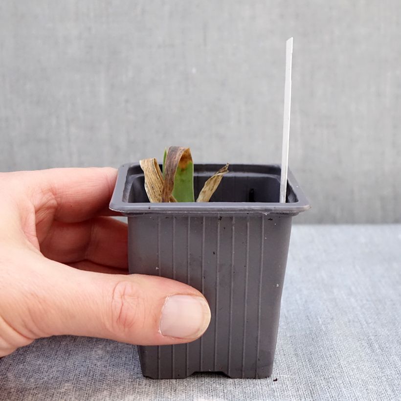 Iris germanica Accent Variegata - Giaggiolo paonazzo Vasetto da 8/9 cm esemplare consegnato in inverno