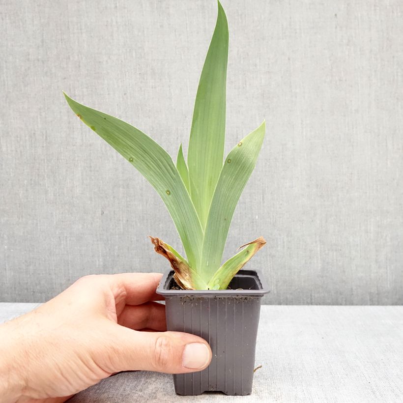 Iris germanica Accent Variegata - Giaggiolo paonazzo Vasetto da 8/9 cm esemplare consegnato in primavera