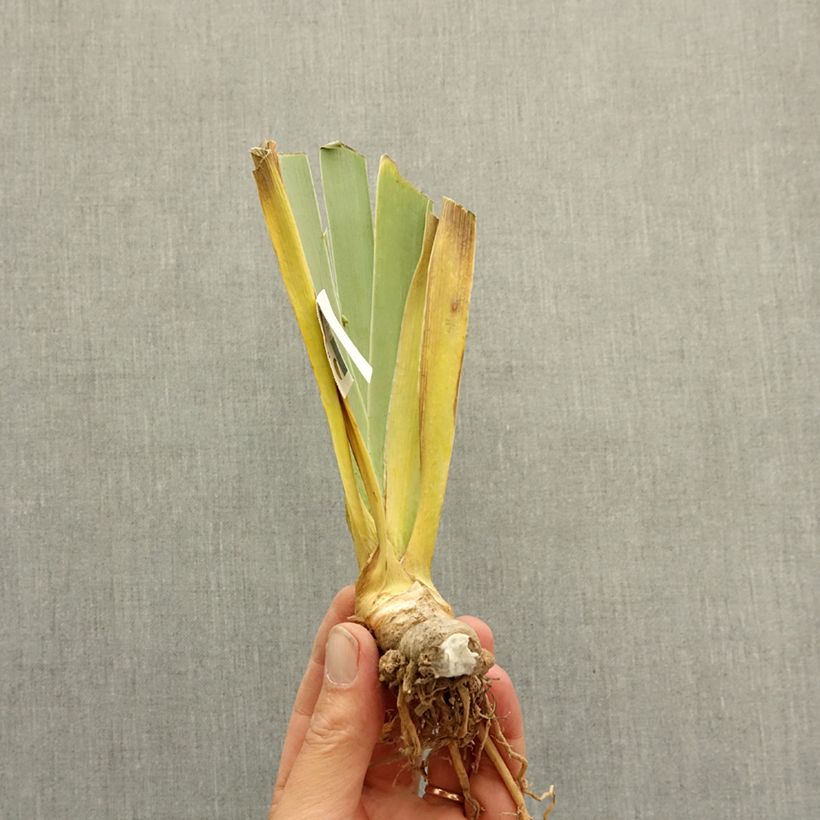 Iris germanica Adoranova - Giaggiolo paonazzo Rizoma esemplare consegnato in inverno