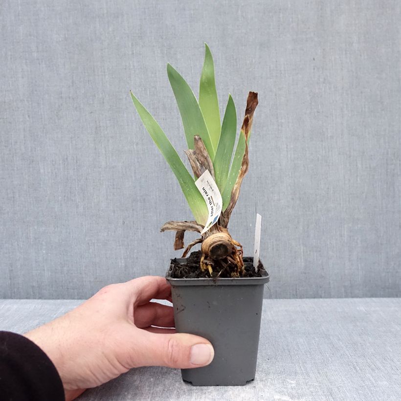 Iris germanica After The Rain - Giaggiolo paonazzo Vasetto da 8/9 cm esemplare consegnato in inverno