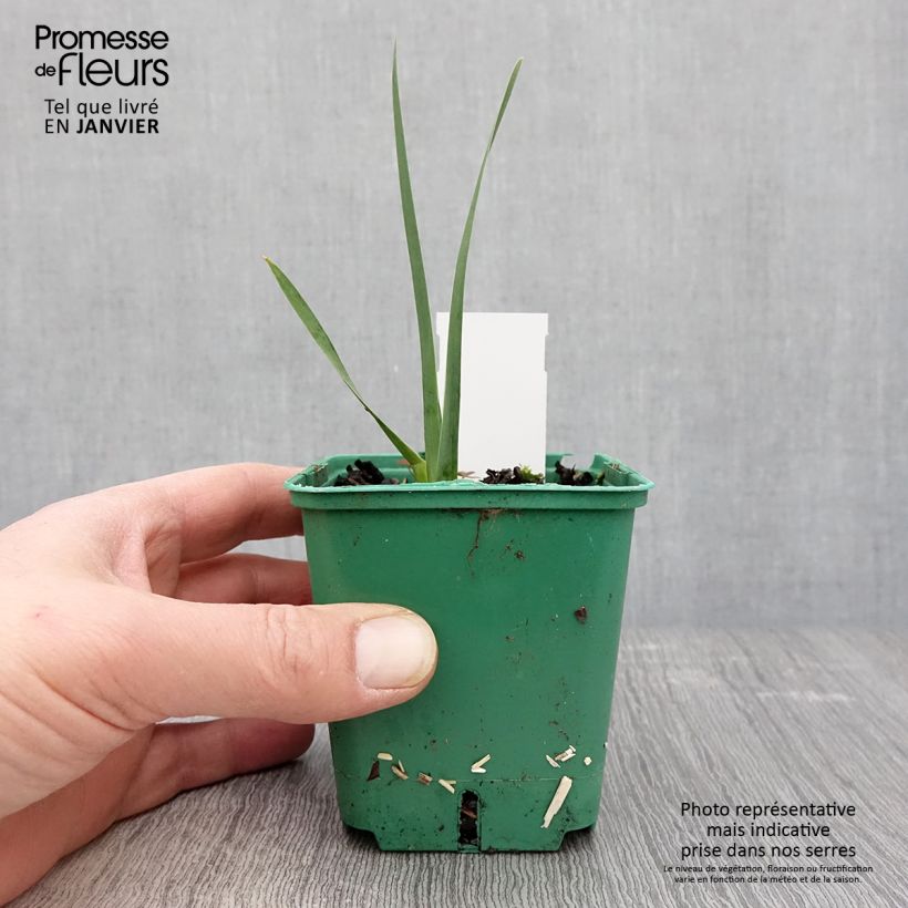 Iris germanica Agrippa - Giaggiolo paonazzo Vasetto da 8/9 cm esemplare consegnato in inverno