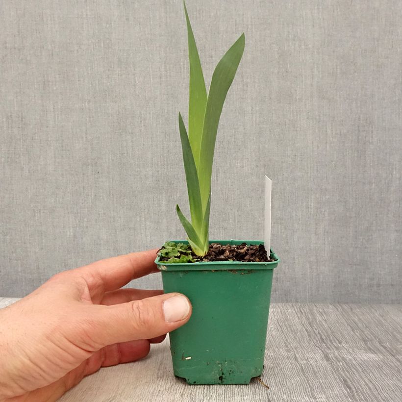 Iris germanica Agrippa - Giaggiolo paonazzo Vasetto da 8/9 cm esemplare consegnato in primavera