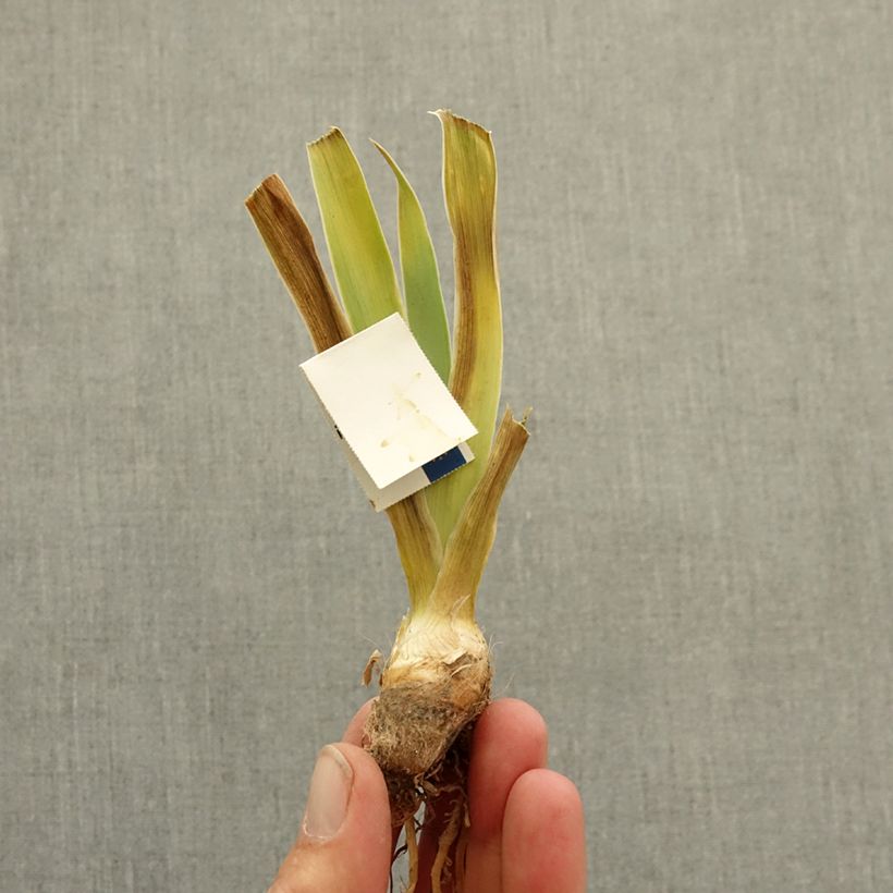 Iris germanica Allumez le Feu - Giaggiolo nano Rizoma esemplare consegnato in inverno
