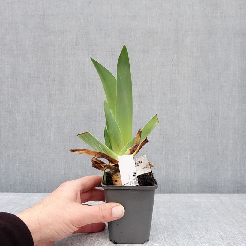 Iris germanica Alpenview - Giaggiolo paonazzo Vasetto da 8/9 cm esemplare consegnato in inverno