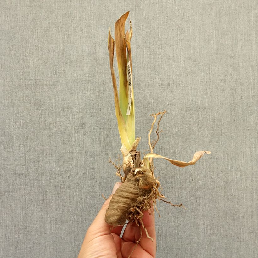Iris germanica Ambertine - Giaggiolo paonazzo Rizoma esemplare consegnato in inverno