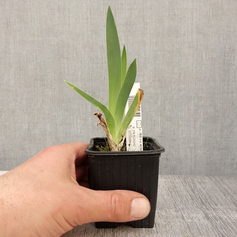 Iris germanica Antique Ivory - Giaggiolo paonazzo Vasetto da 8/9 cm esemplare consegnato in primavera