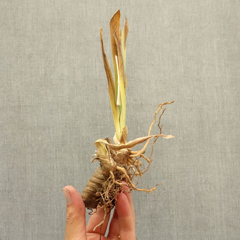 Iris germanica Apricot Toping - Giaggiolo paonazzo Rizoma esemplare consegnato in inverno