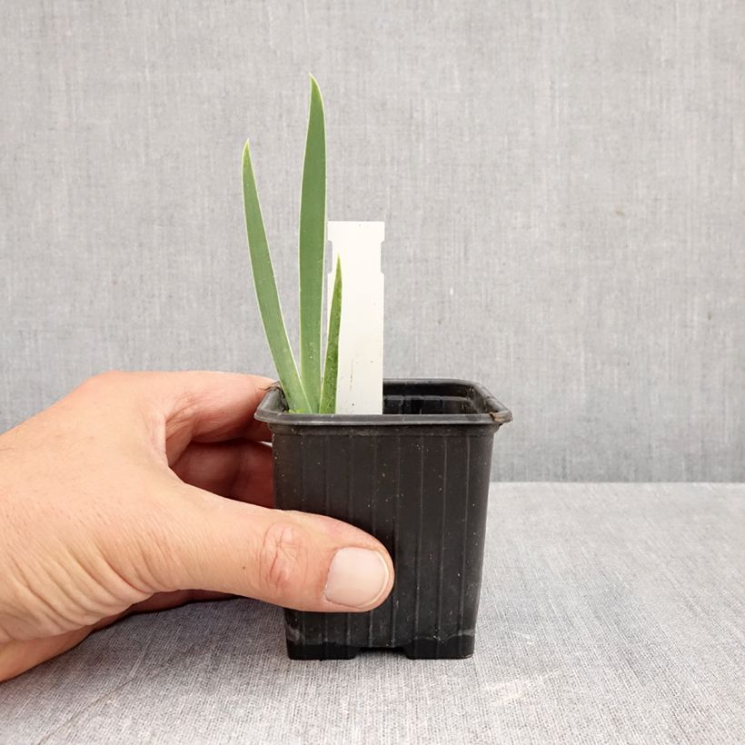 Esemplare di Iris germanica Arpège - Giaggiolo paonazzo Vasetto da 8/9 cm come consegnato in autunno