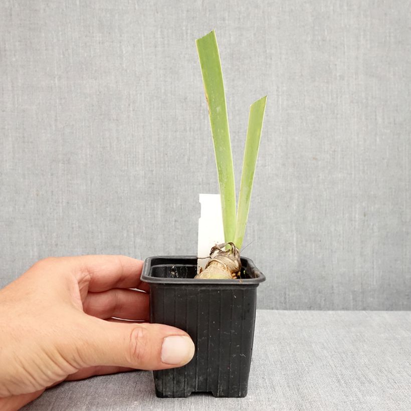 Esemplare di Iris germanica Arpège - Giaggiolo paonazzo Vasetto da 8/9 cm consegnato in estate